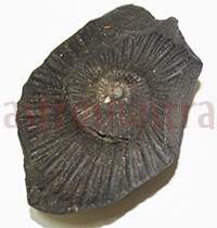 Shaligram 10772 50gm